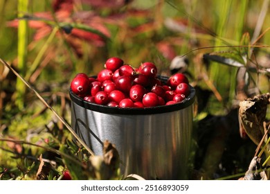 background cranberry red forest berry growing in the swamps - Powered by Shutterstock