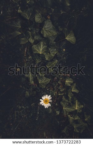 Similar – Image, Stock Photo a yellow and small flower isolated in the field