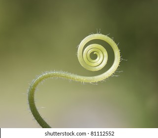 Background with cucumber tendril