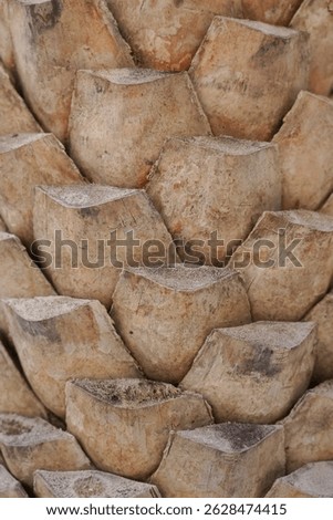 Background for cut trunk of palm 
