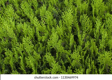 Background With Cypress Leaves (textured)