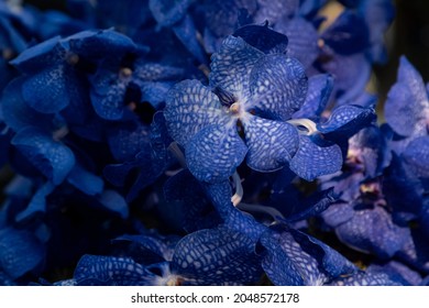 background of dark blue orchids Vanda Coerulea. Blurred background