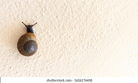 A background of a dark brown and orange shell on a small land garden snail on the left side of the picture on an off white textured wall outside with natural lighting that makes the gastropod pop.
