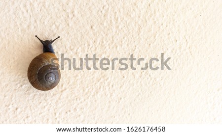 A background of a dark brown and orange shell on a small land garden snail on the left side of the picture on an off white textured wall outside with natural lighting that makes the gastropod pop.