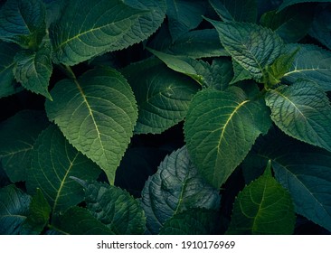 Background Of Dark Green Leaves.