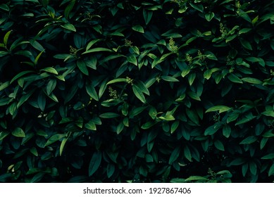 Background Of Dark Green Leaves.