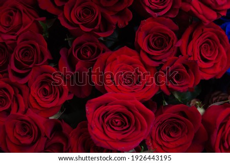 Background of dark red blooming roses on a black background