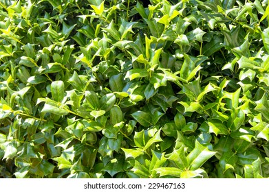 Background Dense Bush Holly Stock Photo 229467163 | Shutterstock