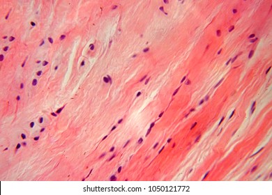 Background Of Dense Connective Tissue In Microscope