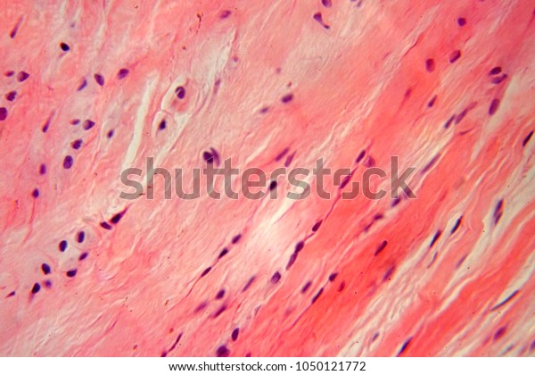 Background Dense Connective Microscope Stock Photo 1050121772 | Shutterstock