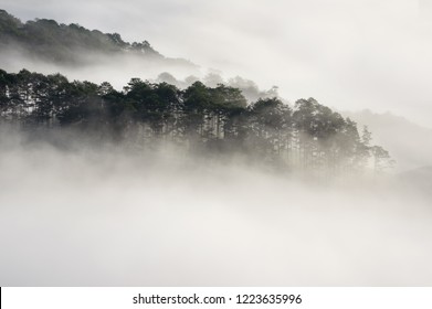 Background With Dense Fog And Magic Light At The Sunrise. The Coffee Farm And Small Houses In Brilliant Sunshine