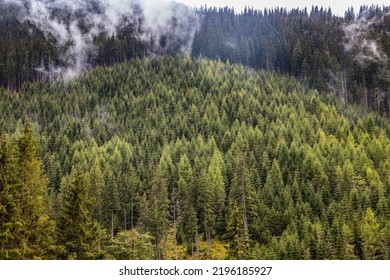 background of dense green pine forest