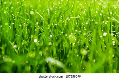 Background Of Dew Drops On Bright Green Grass