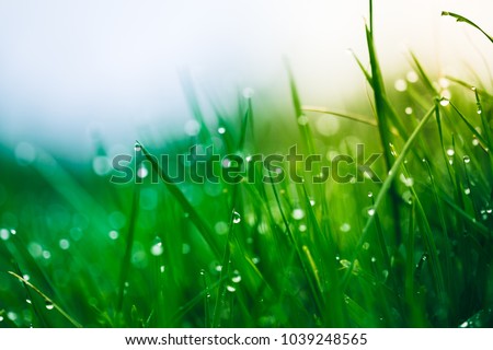 Background of dew drops on bright green grass