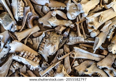Background of the different animal bones.