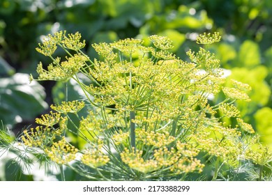 Background with dill umbel close-up. garden plant. Fragrant dill on a bed in the garden. Growing dill. Dill in the garden. Umbrella aromatic Eurasian plant
