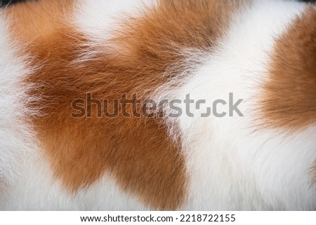 
Background of dog hair. The dog's background. The dog's coat and skin are white with brown spots.