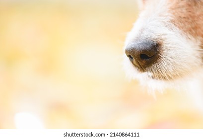 Background With Dog Nose Sniffing Something