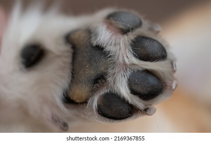 Background Of Dog Paw Close Up