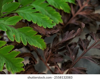 Background of dry fern leaves and fresh green fern leaves close up - Powered by Shutterstock