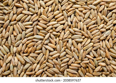 Background from dry grains of winter rye, top view. Rye grain texture. Winter rye seeds, top view, close-up. Rye seeds close-up, top view, texture. Background from grains of wheat. - Shutterstock ID 2038597637