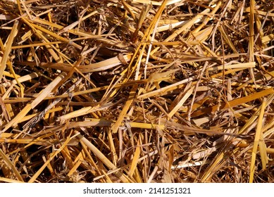 background of dry hay and ywllow straw in the stable