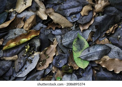 Background Dry Leaves Of The Ebony Tree.