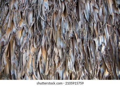 Background From Dry Palm Leaves. Grey Natural Backdrop. Dry Palm Leaf Surface Closeup. Thatched Roof Photo Texture. Natural Texture Of Dried Grass. Asian Architecture Style. Tropical Island House Roof