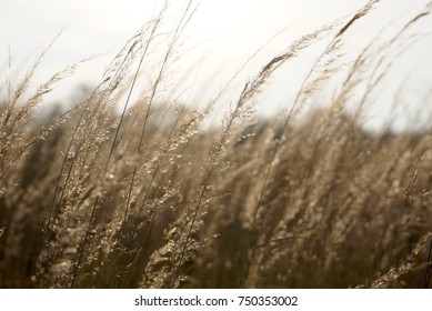Background With Dry Yellow Grass - Shutterstock ID 750353002