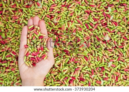 Background of drying clove raw buds with focus on crop of fresh spice sticks stacked up in heap on woman hands. Producing and export scented food cooking condiments and aromatic oil in Indonesia.