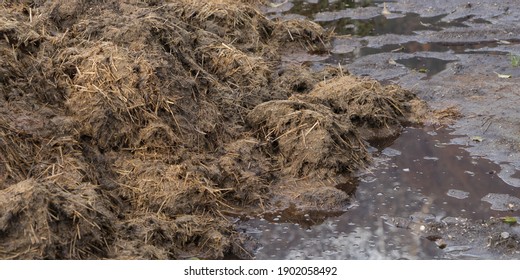 Background: Dungheap And Sewage Water In A Cesspit