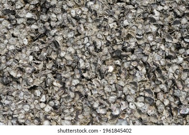 Background Of Empty Oyster Shells