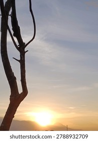 background of the evening sky as the sun sets behind the tree trunks. 