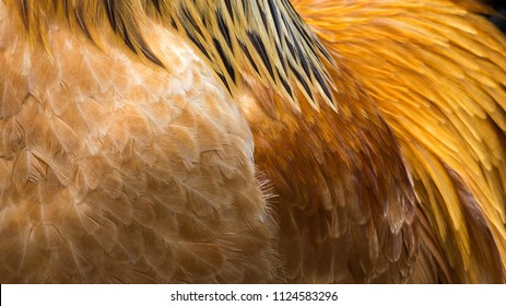 110,167 Feathers Photo Images, Stock Photos & Vectors | Shutterstock