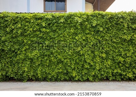 The background of the fence and the fertile foliage that provides a protective line for homes and offices is often seen in urban areas of Thailand.