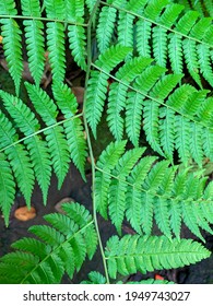 The Background Of The Fern. Also Known As Broad Leaf Or Horse Tail Plant)