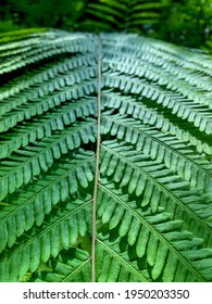 The Background Of A Fern. Also Known As A Broad Leaf Or Horse Tail Plant.