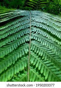 The Background Of A Fern. Also Known As A Broad Leaf Or Horse Tail Plant.