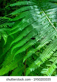 The Background Of A Fern Leaves. Also Known As A Broad Leaf Or Horse Tail Plant.