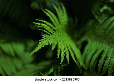 Background Of Ferns Dark Green Foliage Leaves In Forest. Selective Focus.