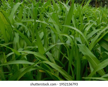 747 Gama grass Images, Stock Photos & Vectors | Shutterstock