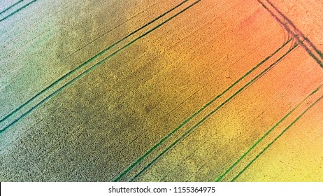 Background Of A Field Of Wheat From Directly Overhead.