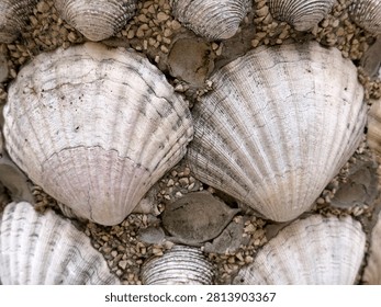 Background filled with sea shells and small stones in close up view 