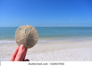 Background Of A Woman’s Fingers Holding A Sand Dollar With The Ocean And Beach