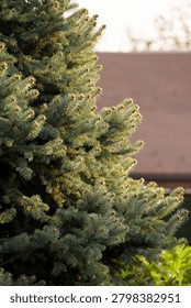 Background of fir tree branches in the rays of the setting sun, vertical photo