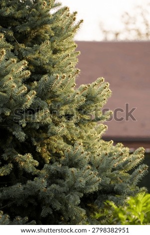 Background of fir tree branches in the rays of the setting sun, vertical photo