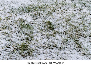 Background with the first snow falling on the green grass. Selective focus. Winter has come, snowy background with copy space