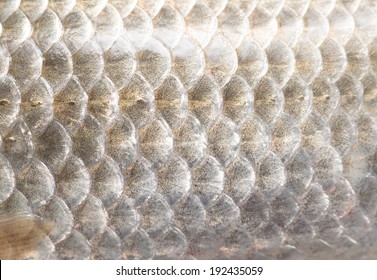 Background Of Fish Scales