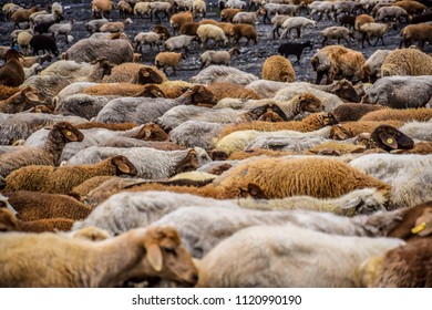 Background Of A Flock Of Sheep Walking In The Same Direction, Azerbaijan