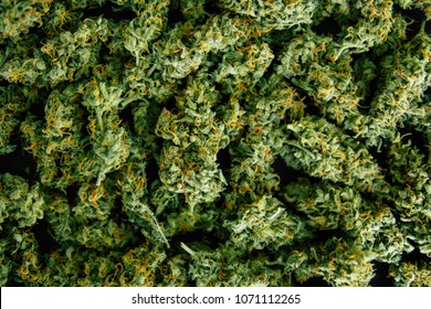 Background Of Flower Buds Cannabis, Marijuana, Weed Top View Copy Spase Close Up